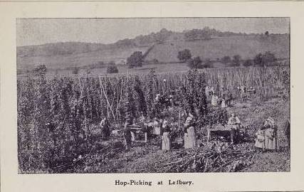 [1905 Hop Picking]